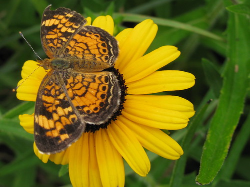 Especially for Joanne.   And thank you, Curt, for the correct identification!  This is a Pearl Crescent Butterfly.