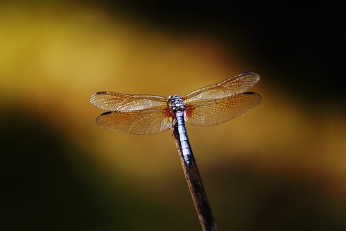 dragonfly08