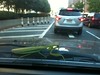 Praying Mantis on our Car!
