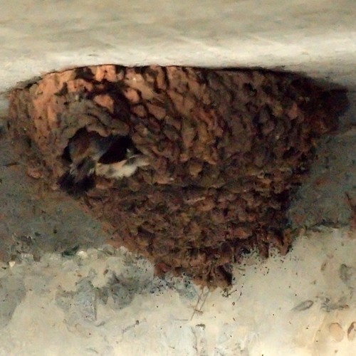 Cliff Swallow Nest