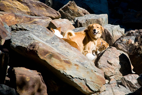 lucy on the rocks