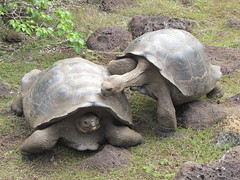 Mating Tortoises - Galapaguera de Cerro Colorado - Giant Tortoise Breeding Station - San Cristobal - Galapagos Islands