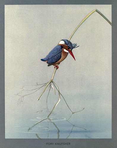 010-Martin pescador enano-Album of Abyssinian birds and mammals 1930- Louis Agassiz Fuertes 