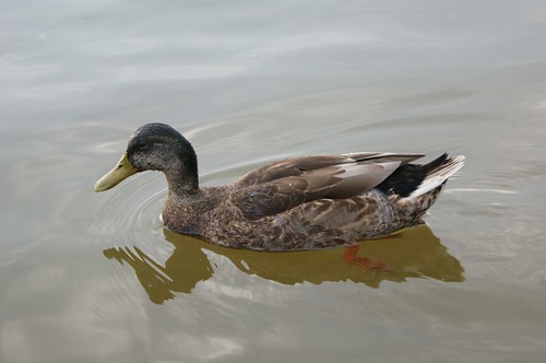 Dignified Duck