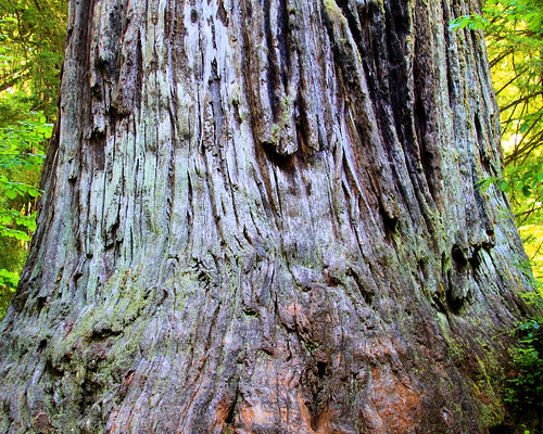 8x10 Redwoods IMG_0005