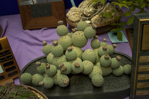 2010 Intercity Show: Best Opuntia by Cactus and Succulent Society of America