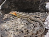 Santa Cruz - Puerto Ayora - Lava Lizard #2