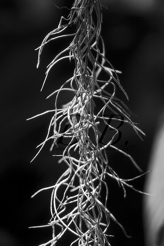 Black and white plant 3