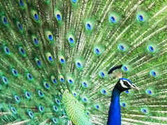 A peacock at his dance