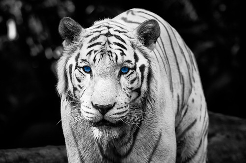 Color Key Week – The Eye Of The Tiger by Sprengben [why not get a friend]