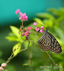 [Malaysia] - KL Butterfly Park by Darren Pang