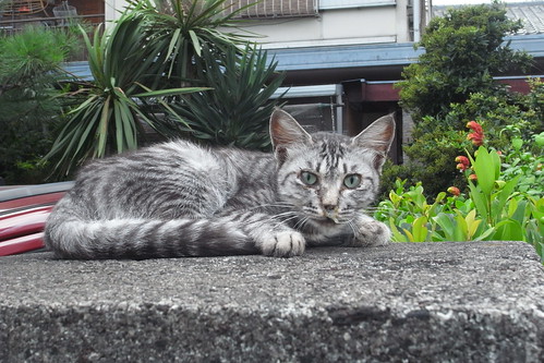 Today's Cat@2010-08-27
