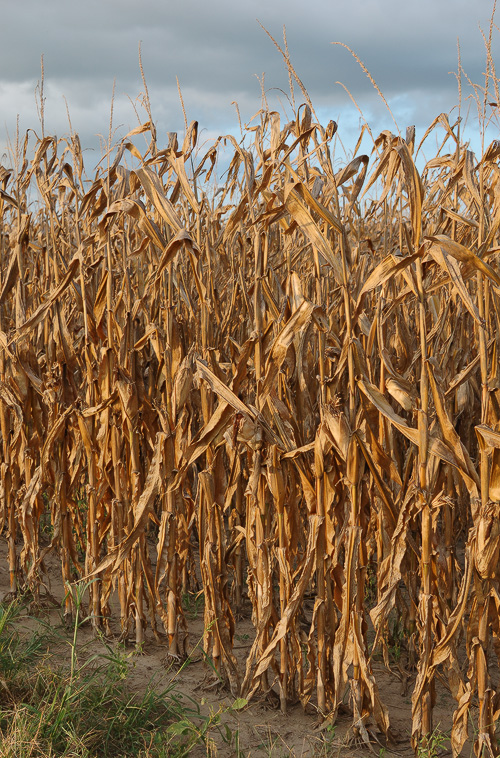 Cornstalks ready for harvest, in the Chesterfield Valley, Saint Louis, Missouri, USA