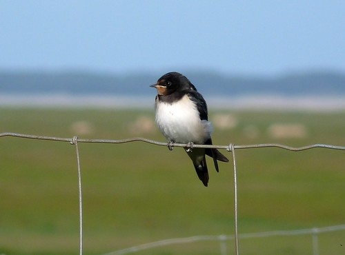22365 - Swallow, Llanrhidian Marsh