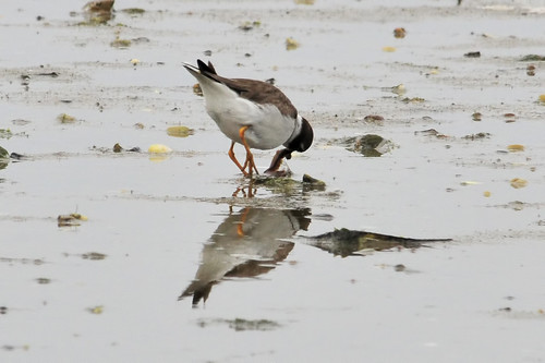 plover gets the worm 2