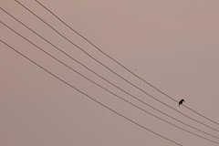 Bird on a wire 6