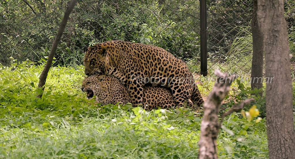 самый большой леопард в мире