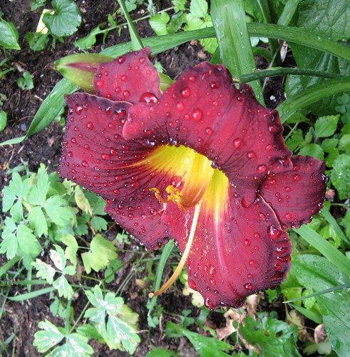 wet daylily