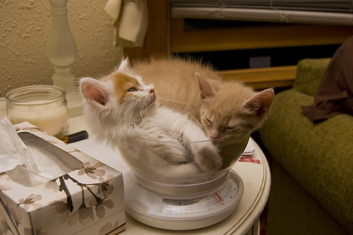 Kittens in a Bowl on a Scale