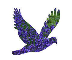 Lavender bird