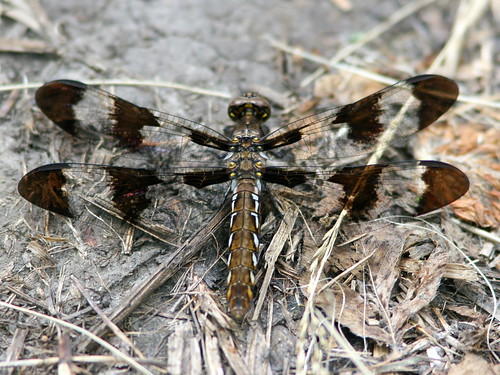 Dragonfly 20100629