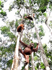 Orangutans in Tanjung Puting National Park