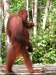 Orangutan Standing in Tanjung Puting National Park