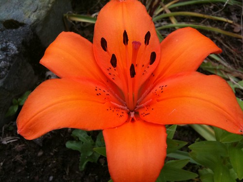 181/365:2010 The Orange Lily
