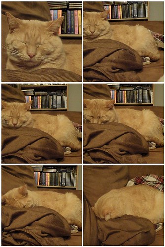 Time Lapse of a Sleepy Cat