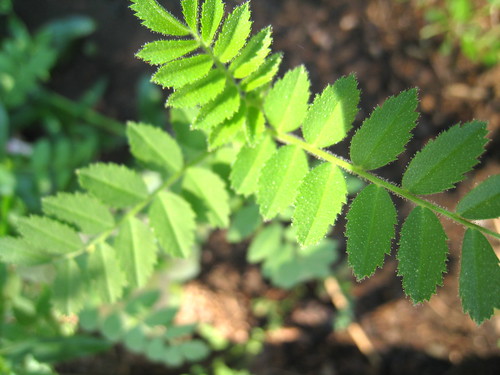 watermelon plant leaves. The ferny leaves of a garbanzo