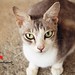 Felis Domesticus - Cat