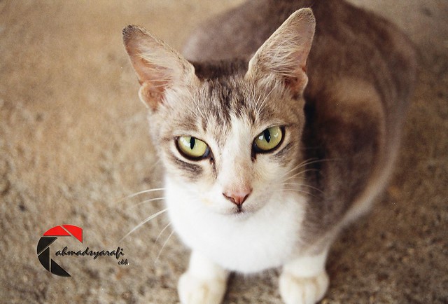 Felis Domesticus - Cat