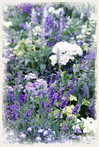 Blue - white theme garden