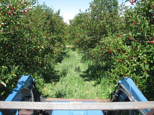 Picking cherries 2010