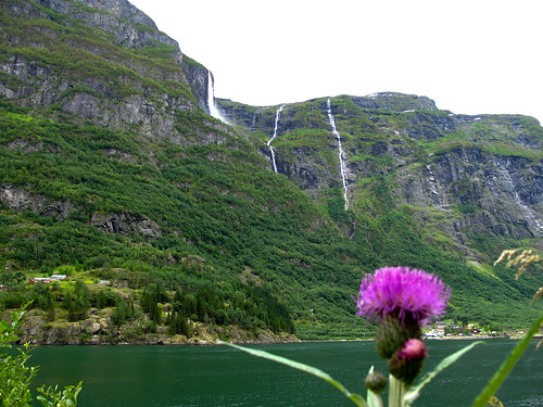 The Fjord, Waterfalls and a Thistle - Nærøyfjord, Norway