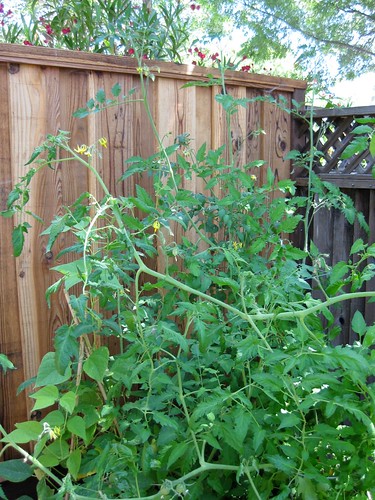 Very Tall Tomatoes