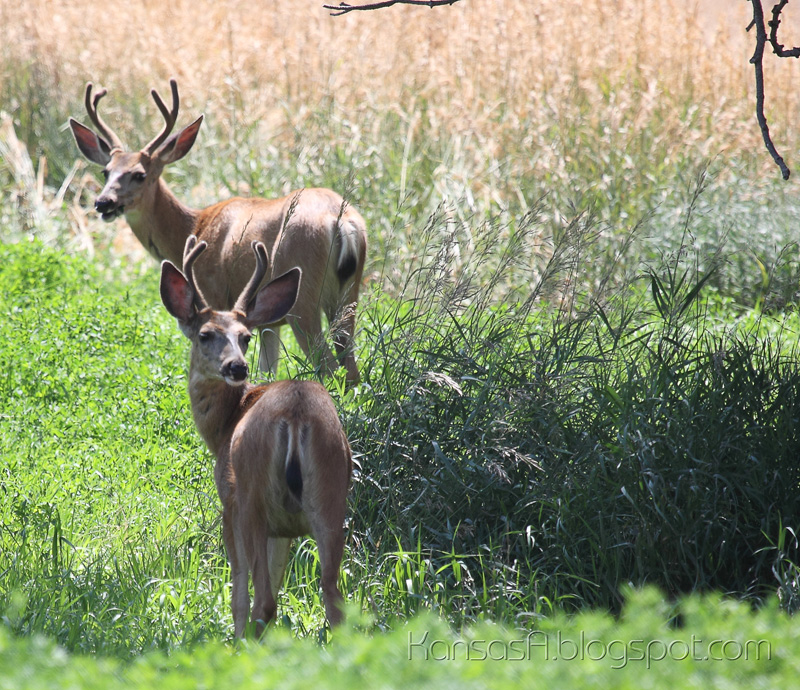 Grazing Bucks (by KansasA)