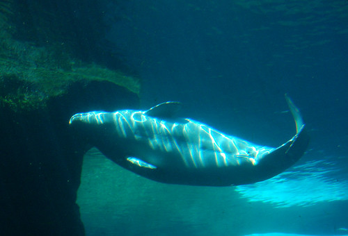 Vancouver Aquarium - Beluga Whales (9)