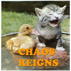 duckling and kitten reign