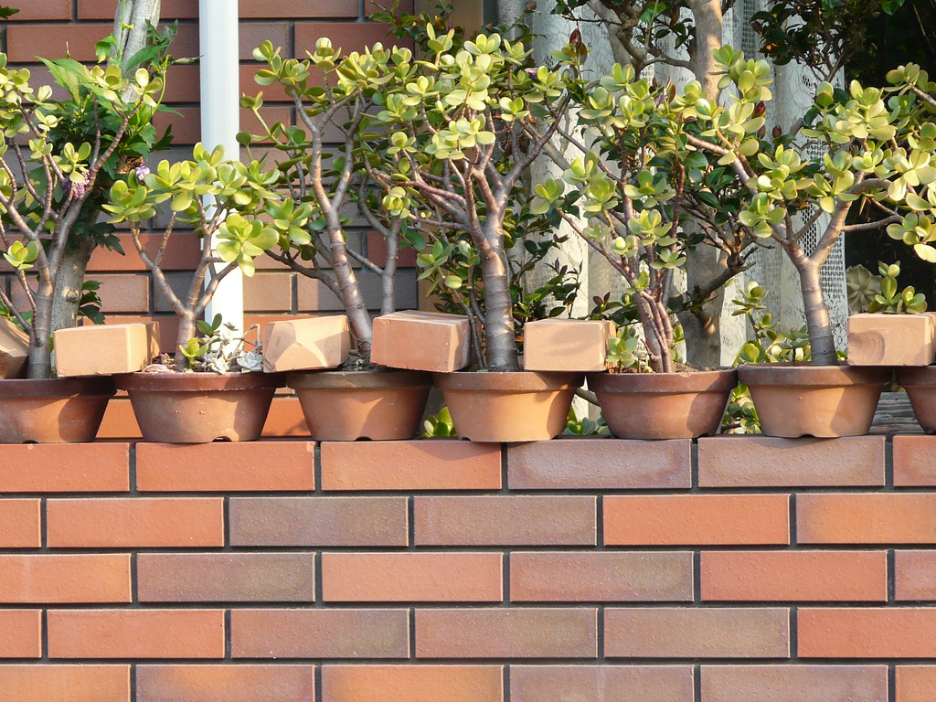 Potplants Secured with Bricks