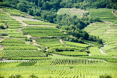 vineyards at Kaysersberg