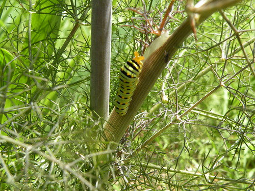 DSCN7791 black  swallowtail caterpiller on fennel on July 25,  2010, at World Peace Wetland Prairie