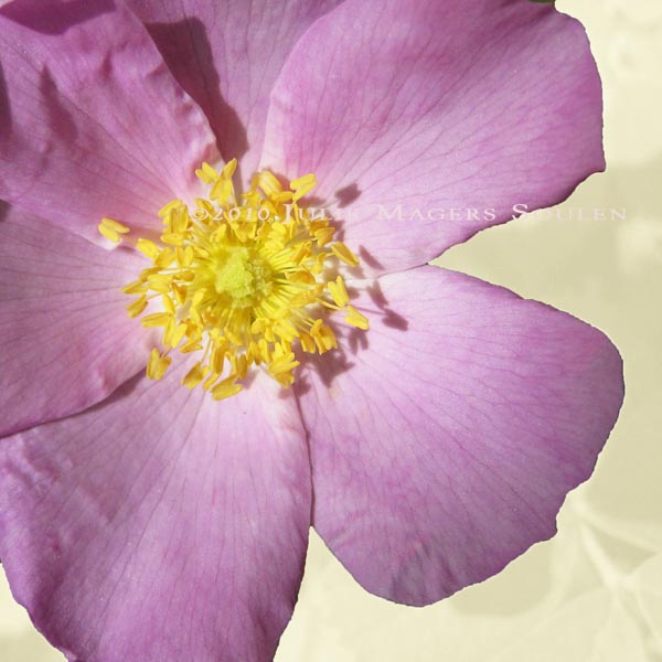 A pink petaled wild rose with golden yellow stamens.