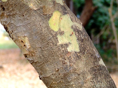 mitragyna  Mitragyna parvifolia bark कळम Rubiaceae 2010_0110_Aarey_MNP_0020 picture photo bild