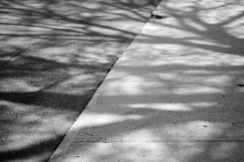 Tree Shadow on Street