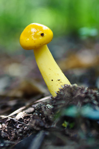 A little fungi