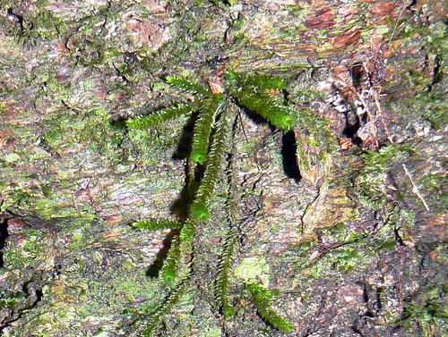 Moss on trunk