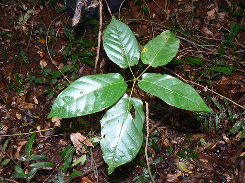 Dendrocnadidae photophylla