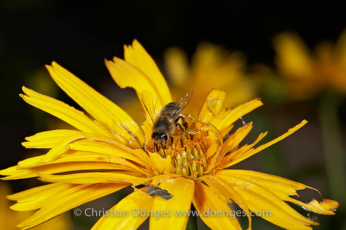 Bee on a Tattered Heliopsis Flower