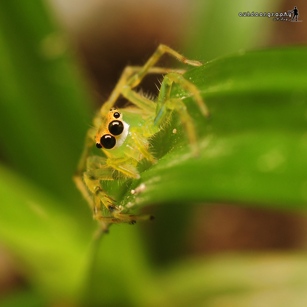 Green Little Jumper | Sedim Eco Park (by Sir Mart Outdoorgraphy™)